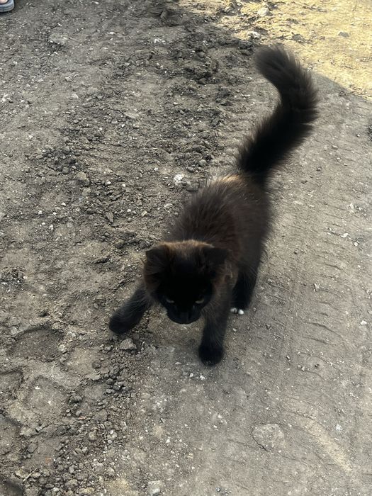 Котенок в добрые руки