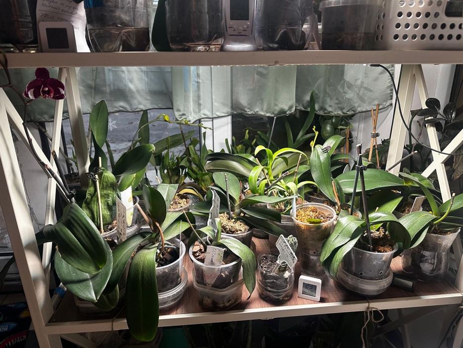 Продаю цветы  архидей