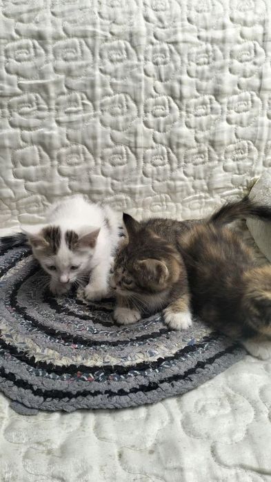 В добрые руки котята