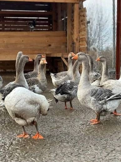 Малки домашни сиви гъски