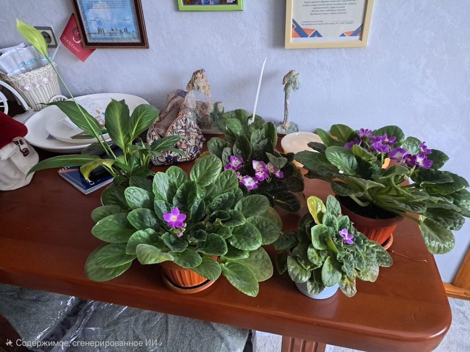 Продам цветы комнатные