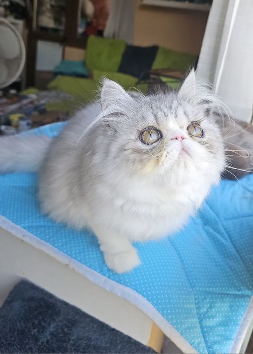 Персийски котенца