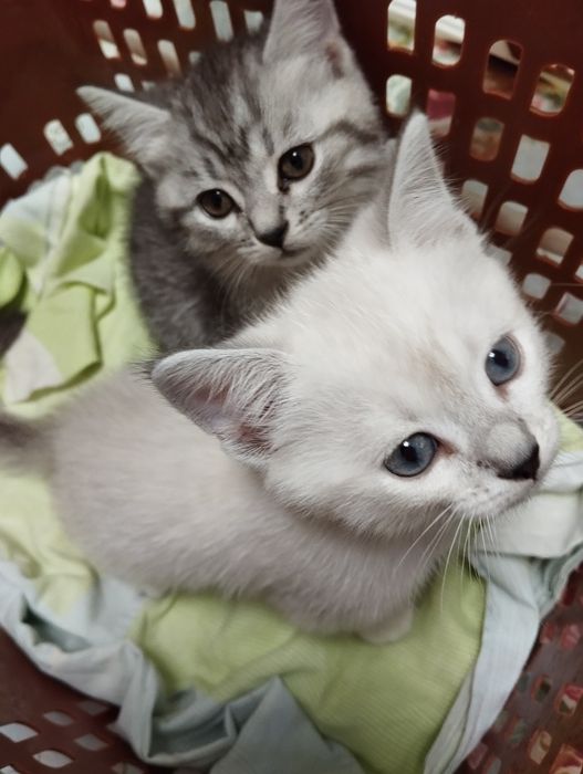 Продаются котята породы скоттиш фолд и скоттиш страйт