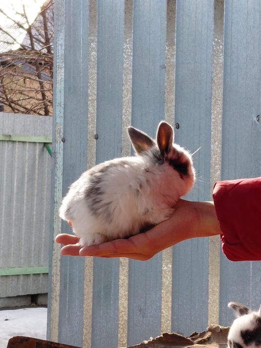 Продам декоративных кроликов