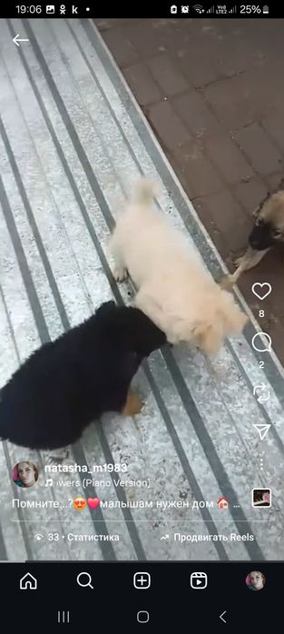 Дарю щенят!        .