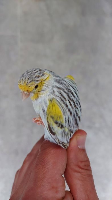 Канарчета,цветни и глостери