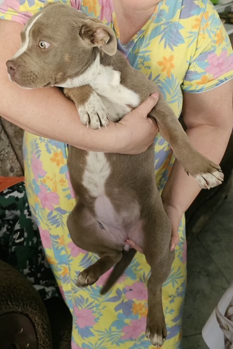 Продам девочку американский булли