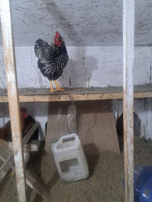 Петух виандон 10 месец