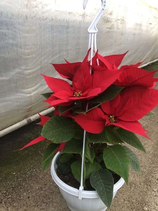 Craciunite/poinsettia la ghiveci