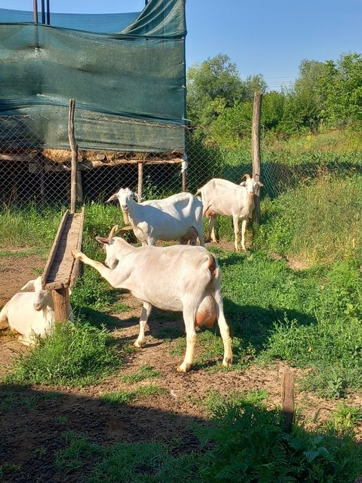 Iede și iezi din capre exclusiv de lapte,poze reale!