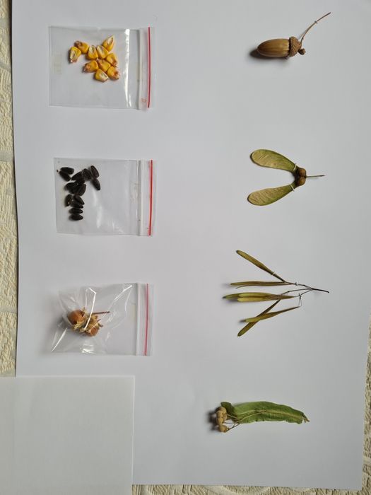 Морфологичен хербарий