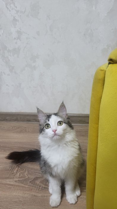 Очаровательная кошечка ищет дом!