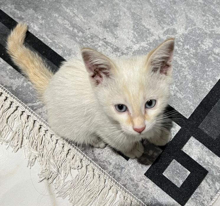 Котенок в добрые руки