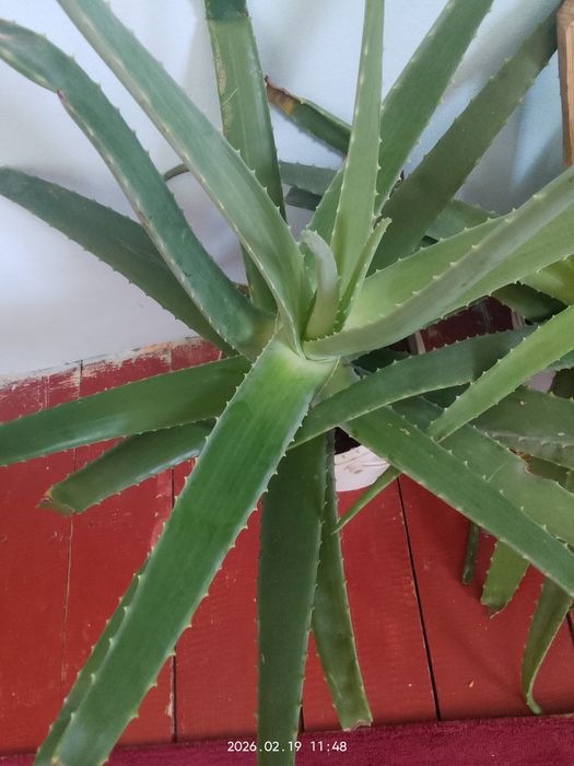 Алое жапырактары