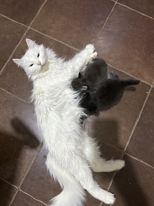 Отдам в добрые руки котят