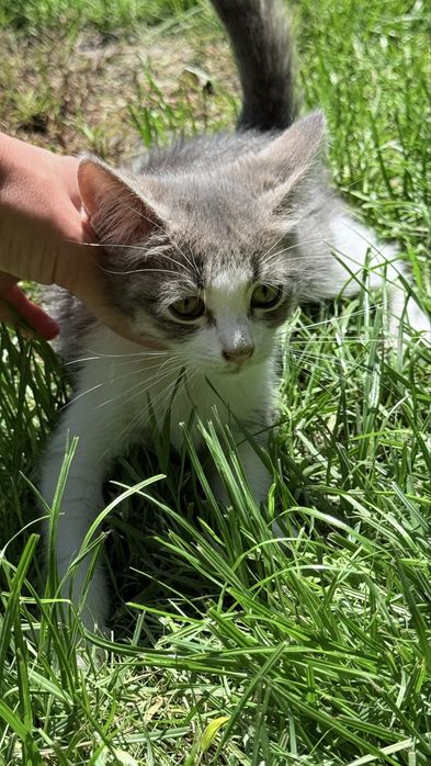 Котенок ищет дом срочно!!
