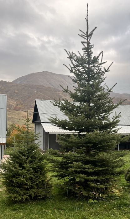 Ёлки разной высоты