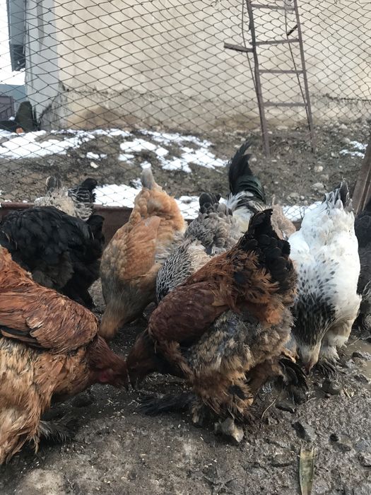 Брам хорошей цены берите