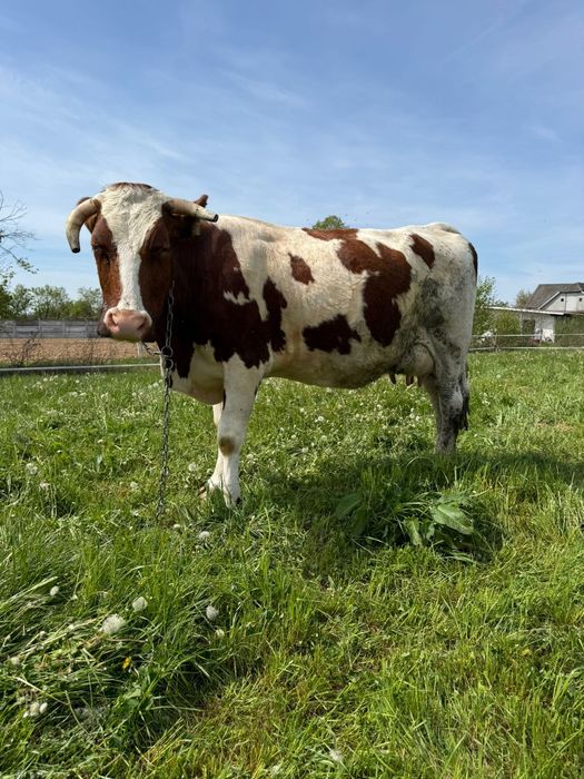 Vand vaca de 4 ani cu 30 litri lapte garantat