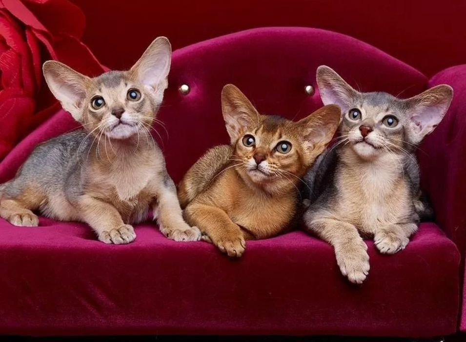 Абиссинские  котята шоу класса