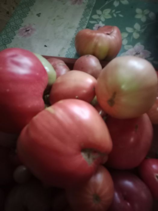 Продам домашние помидоры
