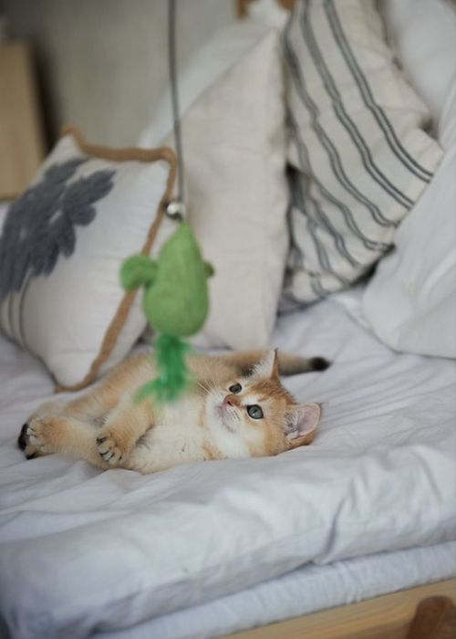 Британские котята золотые шиншиллы