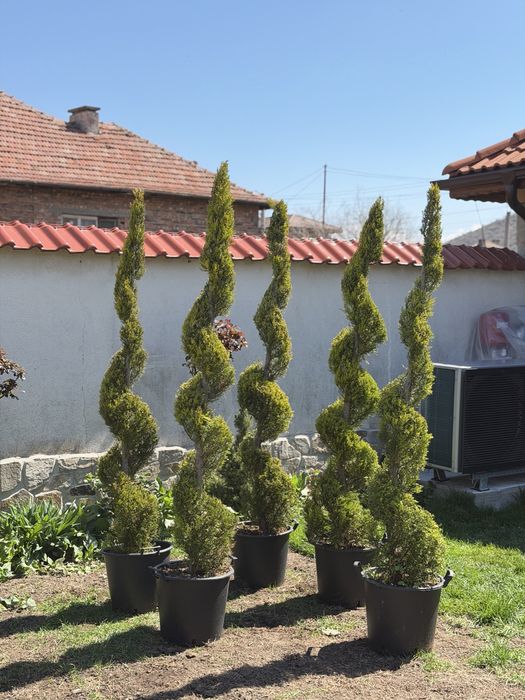 Туя спирала лимонов кипарис