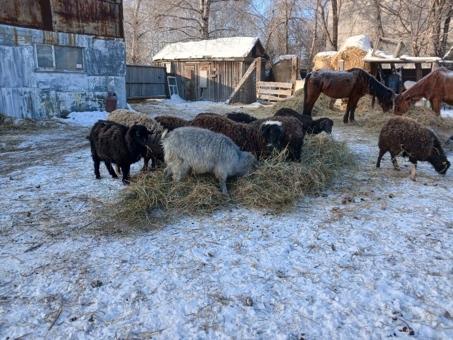 Продам коз 12 икозлят