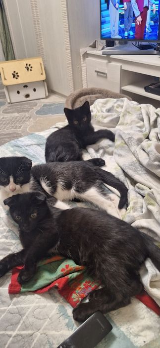Отдам котят в добрые руки