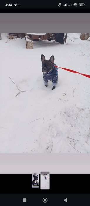 Продам собаку французский бульдог