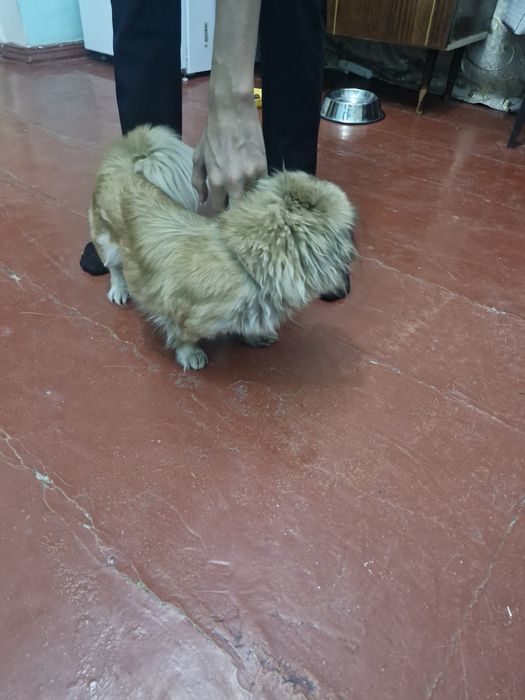 Пикинес собака, сучка