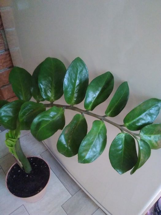 Заминокулькас (долларовое)