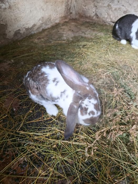 Iepuri (Femele amândouă)tinere de 1 an