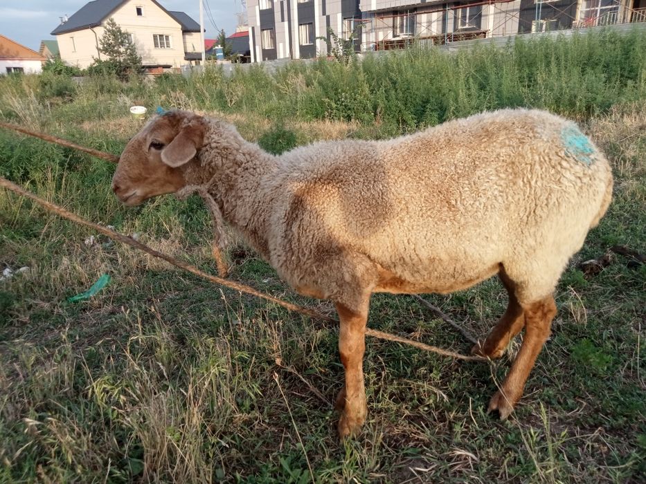 Продам барана !!