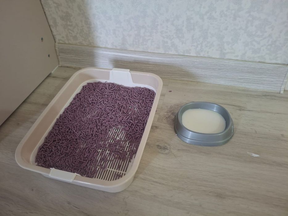Отдам бесплатно котенка мальчик