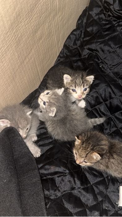 Котята…………………………………………………………