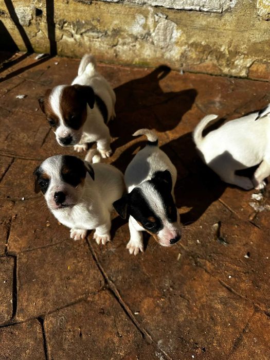 Catelusi jack rusell