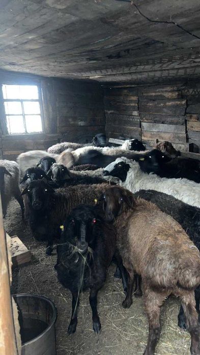 продаю баранов в Караганде