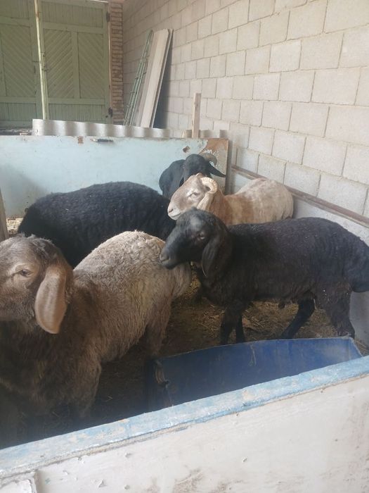 Qoʻchqor lar sotiladi