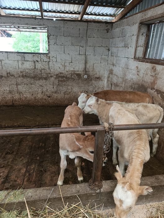 Продаются тёлочки