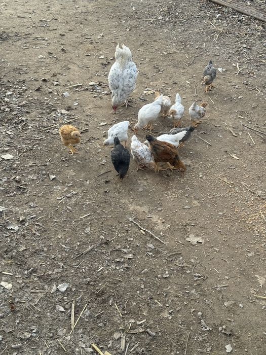 Тауық балапандарымен