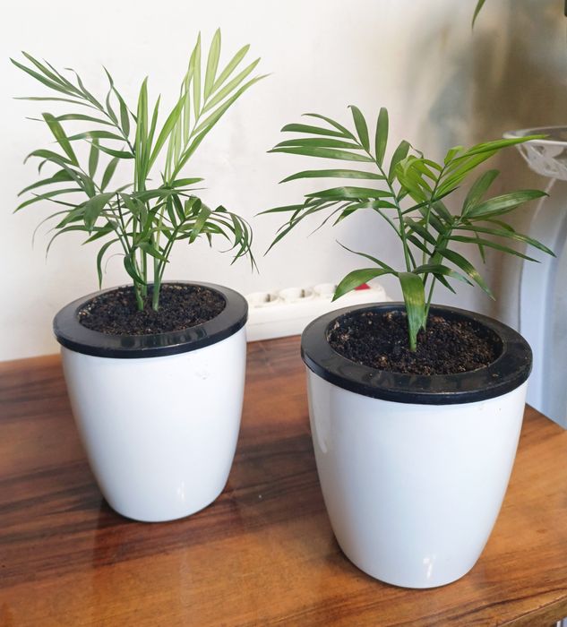 Хамедорея(бамбуковая пальма).