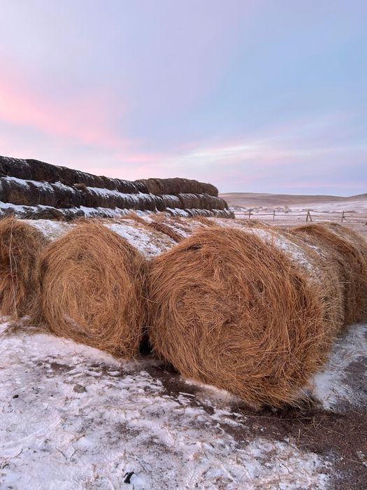 Продам сено в рулонах