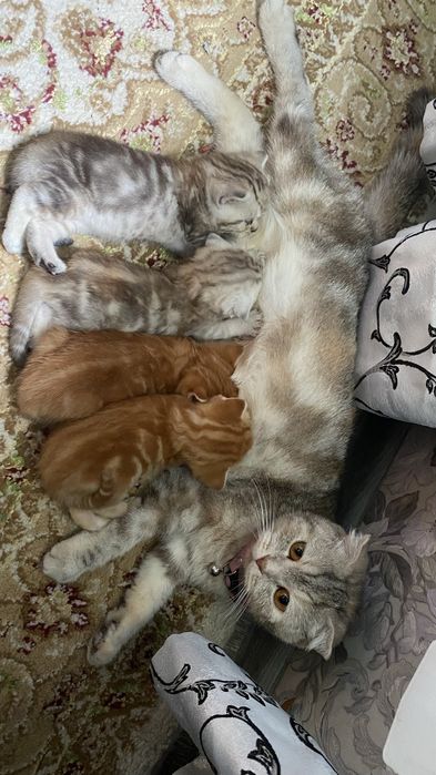 Котята скотиш страйт