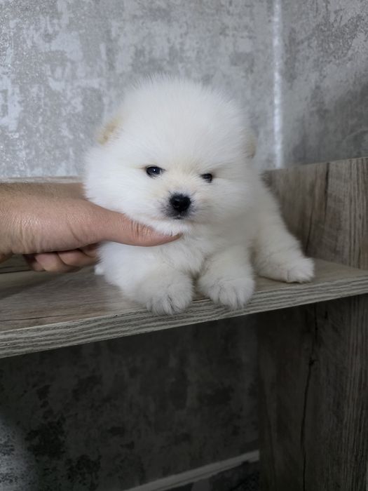 Продаются щенки померанский шпиц