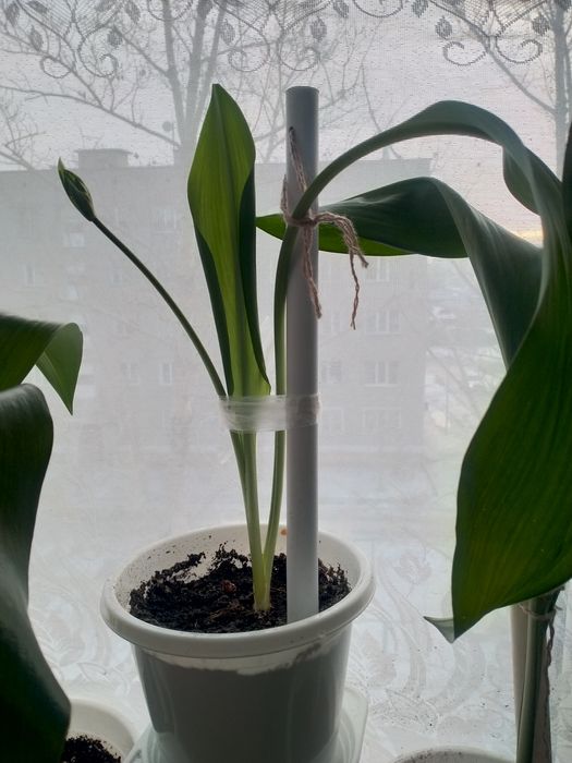 Продам комнатное растение