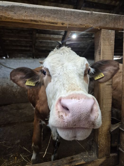 Vand jurinci gestante