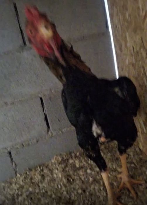 Продам Петуха хорошего