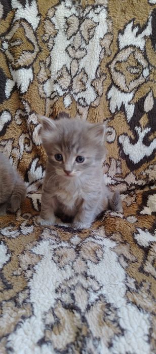 Отдам котят в добрые руки