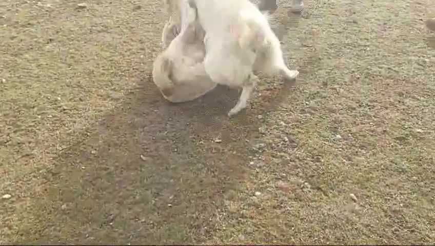 Еркек ит сатылады